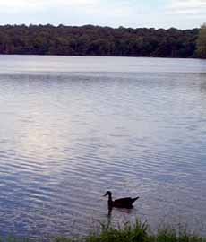 Percy Priest Lake